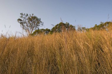 1 Ocak 2006 Plover Cove Country Park, tai po, hk