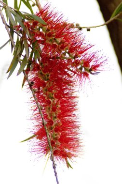 Yapraklarla çiçek açan kırmızı bir şişe fırçası.