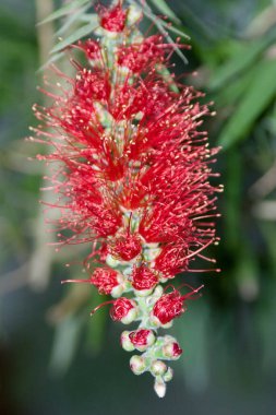 Yapraklarla çiçek açan kırmızı bir şişe fırçası.
