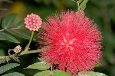 Pudra pudrası ağacı, kırmızı pudra pudrası. Bilimsel adı Calliandra haematocephala..