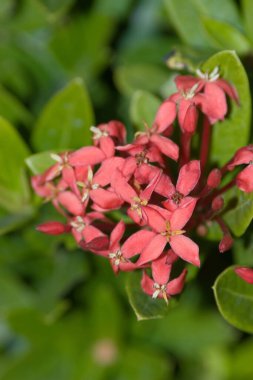Rubiaceae çiçeği. Bahçedeki Ixora kakusinea çiçeği.