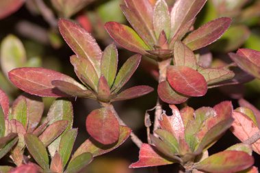 Doğadaki bitkilerin çiçek tarhı.