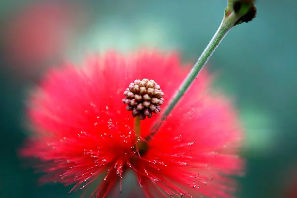 Powderpuff Tree Red Powderpuff Nom Scientifique Calliandra Haematocephala — Photo