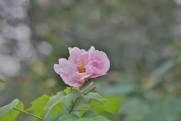 Hibiscus Mutabilis Hibiscus Mutabili Nin Çiçek Açan Çalısı — Stok fotoğraf