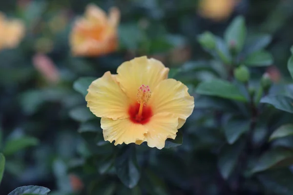 Цветок Хибискуса Природой Заднем Плане — стоковое фото