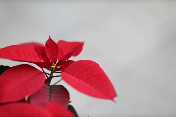 Poinsettia Fleurs Gros Plan Parc Extérieur — Photo