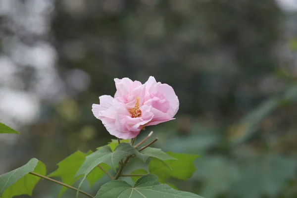 Hibiscus Mutabilis Квітучий Кущ Hibiscus Mutabili — стокове фото