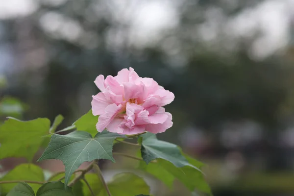 红豆杉花丛 Hibiscus Mutabilis — 图库照片