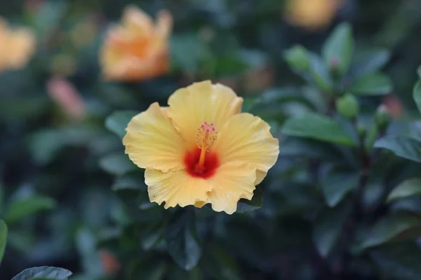 Fleur Hibiscus Avec Fond Naturel — Photo