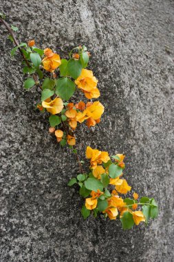 17 Nisan 2006 doğada sarı renkli çiçek