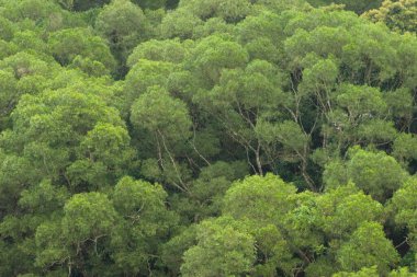 Tepedeki Acacia konvoyu, doğa arka planı.