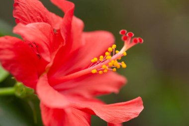 Büyük amber çiçeği ve arka planda yeşil yapraklar.