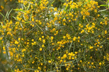 Doğanın arka planında Acacia konfeksiyonuna yakın çekim