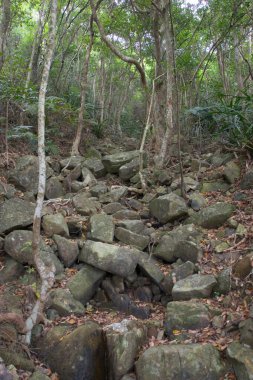 Hong Kong 'da yüksek ağaçlı yeşil sık bir orman.