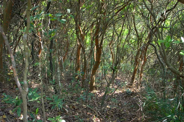Ein Grüner Dichter Wald Mit Hohen Bäumen Bei — Stockfoto
