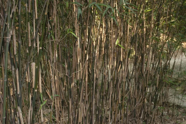成群结队的竹子在大自然的后面 — 图库照片