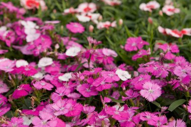 Üç renkli nonoş çiçeği. Doğal arka plan bitkisi.