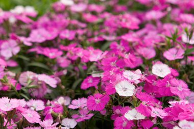 Üç renkli nonoş çiçeği. Doğal arka plan bitkisi.