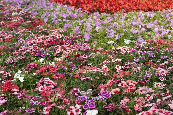 Een Tricolor Pansy Bloem Plant Natuurlijke Achtergrond — Stockfoto
