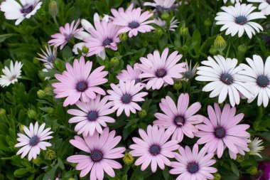 Sezon manzarasının arka planında papatya çiçekleri.