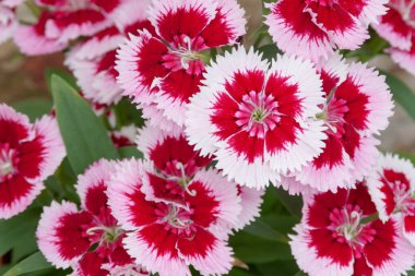 Kızlık pembesi yanıp sönen ışıklar Dianthus deltoides yanıp sönüyor 