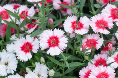 Kızlık pembesi yanıp sönen ışıklar Dianthus deltoides yanıp sönüyor 