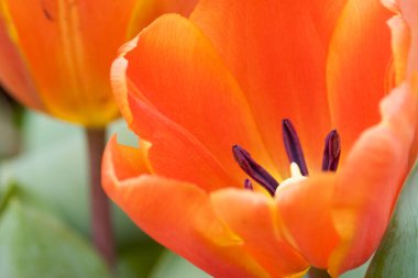 Bahar mevsiminde lale çiçekleriyle dolu tarla, turuncu lale.