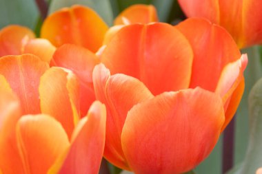 Bahar mevsiminde lale çiçekleriyle dolu tarla, turuncu lale.