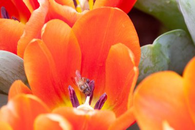 Bahar mevsiminde lale çiçekleriyle dolu tarla, turuncu lale.