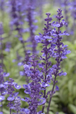 Doğa için çiçek açan lavanta, parfüm malzemesi, aromaterapi.