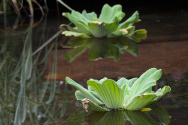 Gölde yüzen bir marul bitkisi.
