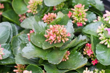 11 Mart 2006 Çiçek yakın plan, doğa arka plan