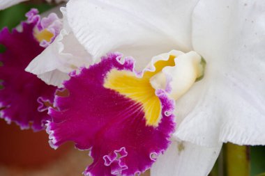 Yeşil yaz ormanlarında orkideler, güzel çiçek bahçeleri.