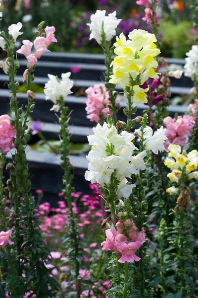 Snapdragon Bloem Tuin Bij Bloem Sho — Stockfoto