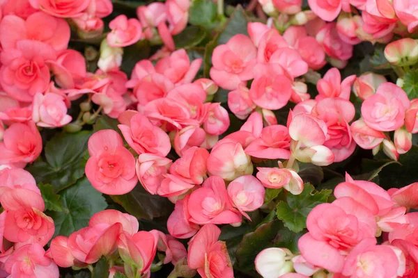 Uma Imagem Desfocada Borrada Flor Begónia — Fotografia de Stock