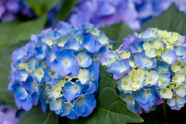 Renkli Bir Ortanca Çiçeği Bir Yaz Günü — Stok fotoğraf