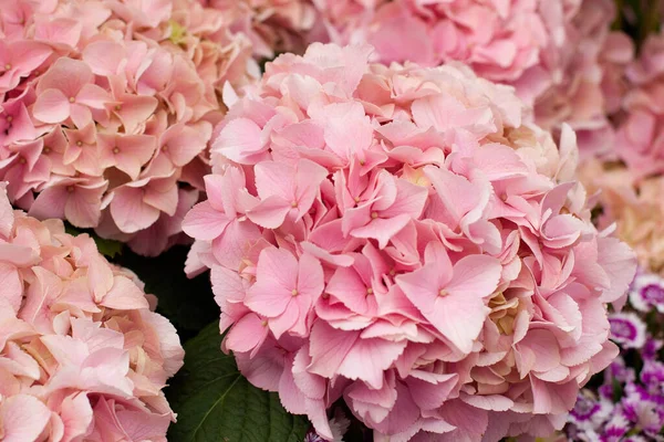 Uma Hortênsia Colorida Flores Dia Verão — Fotografia de Stock