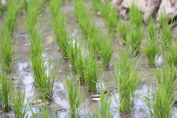这是一张花园稻田的照片 — 图库照片