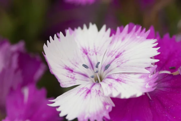 메이든 플레잉 Dianthus Deltoides Flashing — 스톡 사진