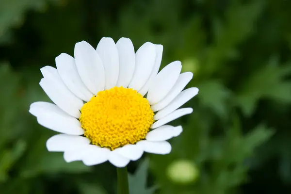 Grasveld Met Veel Witte Lente Madeliefjes Bloemen — Stockfoto