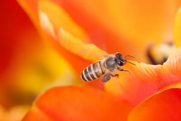 Colorato Campo Fiori Tulipano Nella Stagione Primaverile Tulipano Arancione — Foto Stock