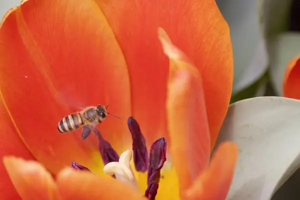 Colorato Campo Fiori Tulipano Nella Stagione Primaverile Tulipano Arancione — Foto Stock