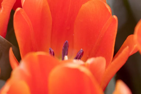 Цветочные Поля Тюльпанов Весенний Сезон Оранжевый Тюльпан — стоковое фото