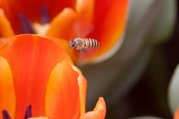 五彩缤纷的郁金香在春天里盛开 橙黄色的郁金香 — 图库照片