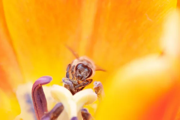 Colorato Campo Fiori Tulipano Nella Stagione Primaverile Tulipano Arancione — Foto Stock