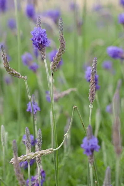 Blooming Lavender for Nature Cosmetics, perfume ingredient, aromatherapy.