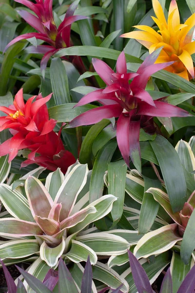 Jardín Estilo Tailandés Exposición Flores Marzo 2006 — Foto de Stock