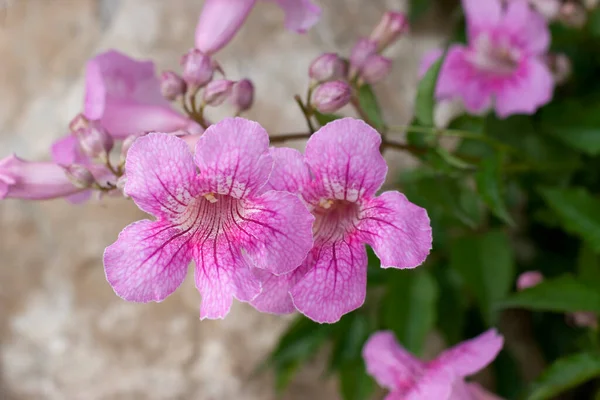 Pink Flower Common Hollyhock Alcea Rosea Garden — Stock Photo, Image