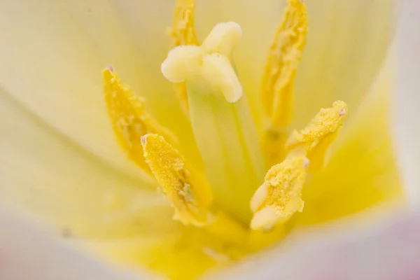 黄色のチューリップでいっぱいのフィールドで成長するチューリップ — ストック写真