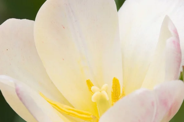 Tulipa Crescendo Campo Cheio Tulipa Amarela — Fotografia de Stock